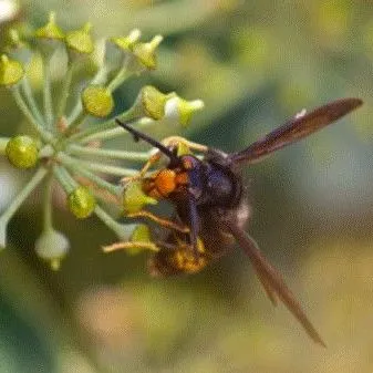 thumbnail for publication: Yellow-Legged Hornet (suggested common name), Vespa velutina (Lepeletier 1836) (Insecta: Hymenoptera: Vespidae)